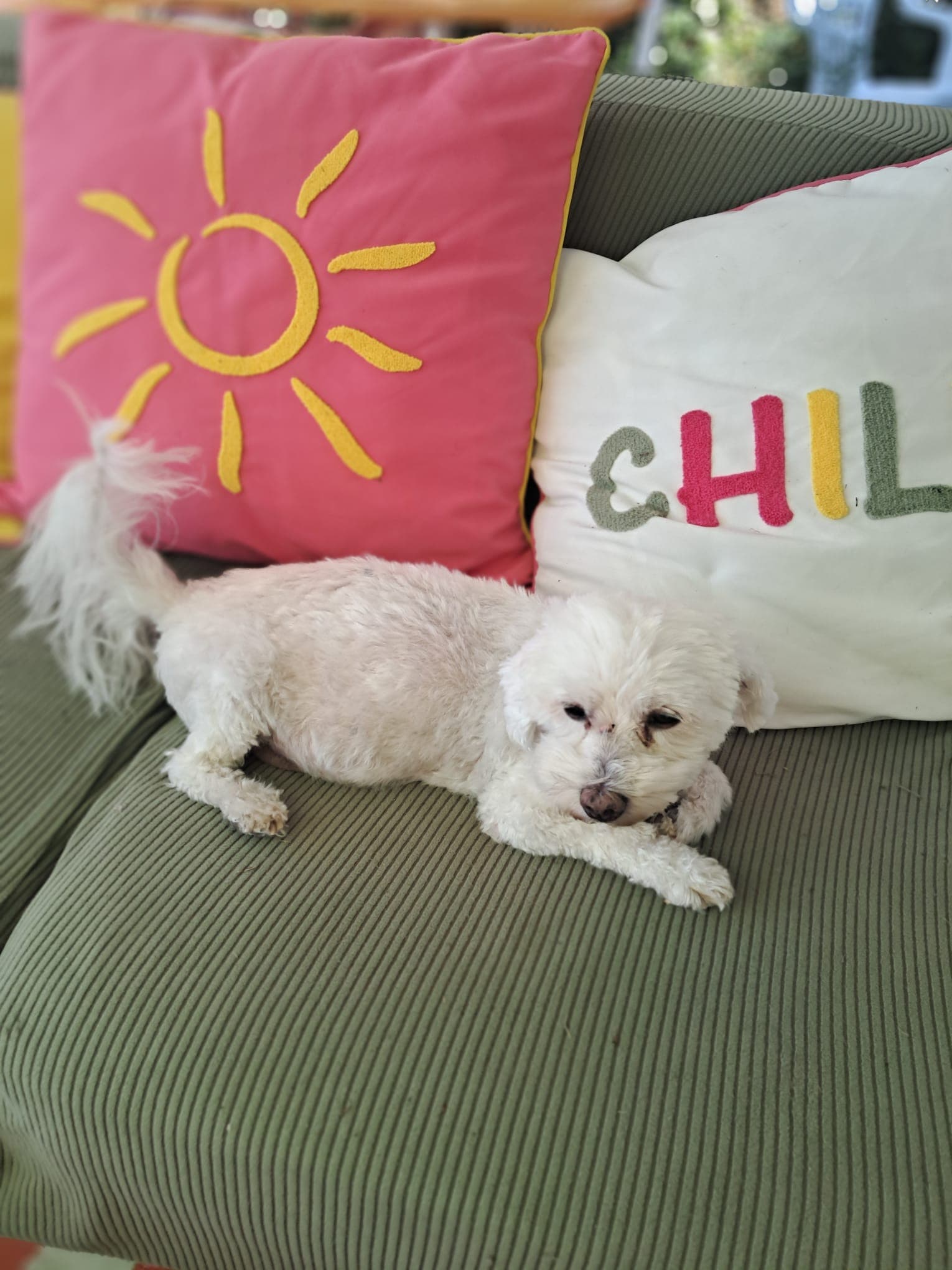 Bandit, membre de la petite tribu de Tata ZaZa