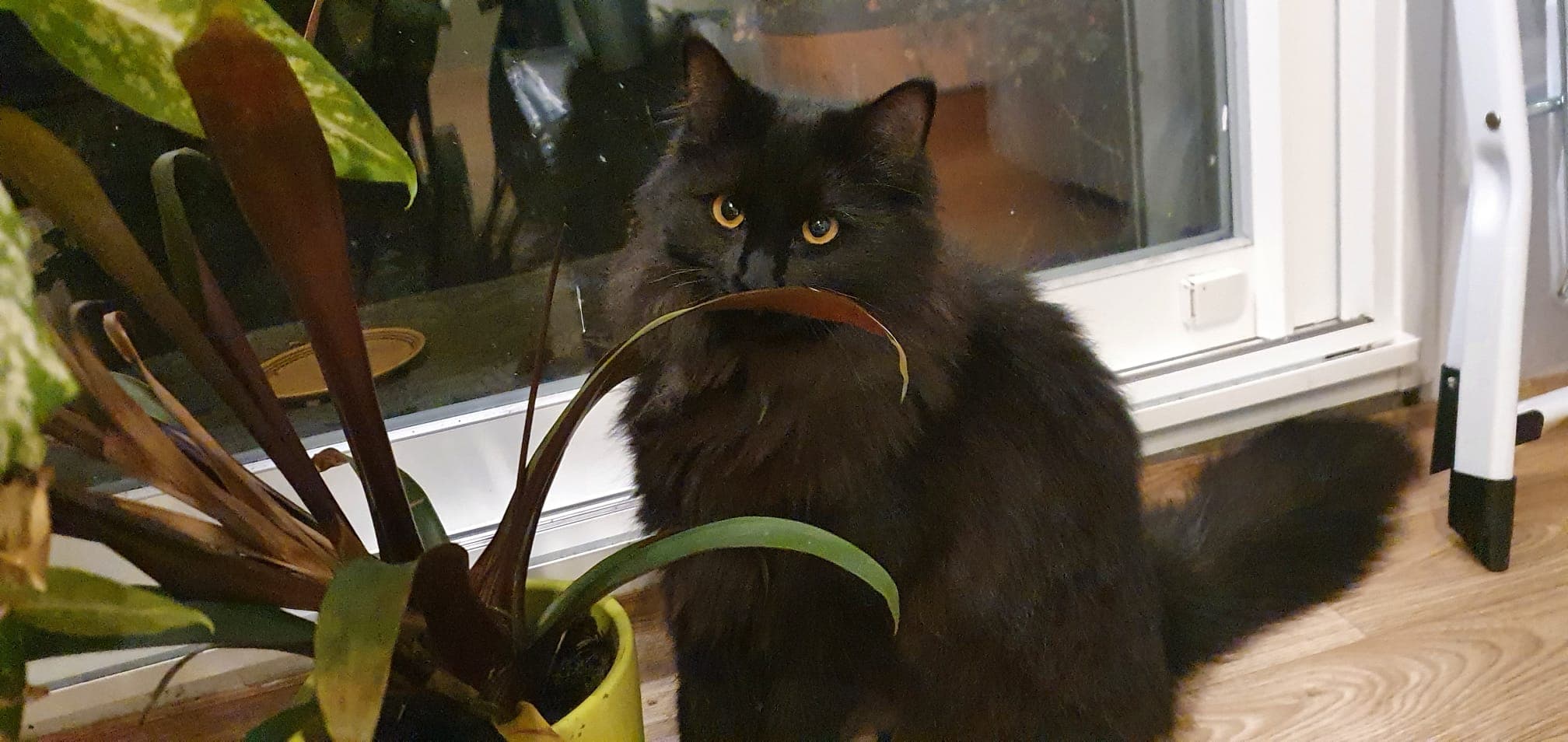 Misty, membre de la petite tribu de Tata ZaZa