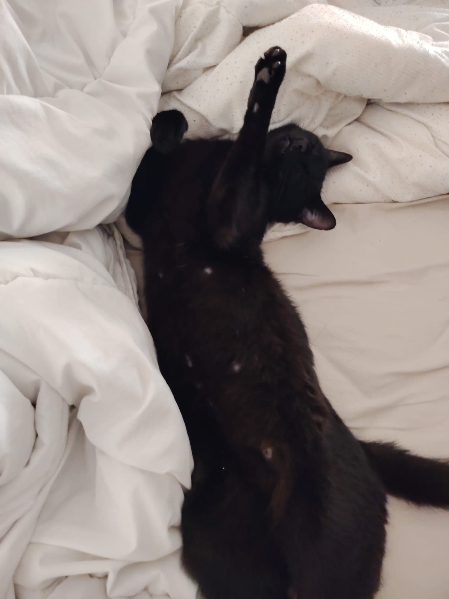 Onyx, membre de la petite tribu de Tata ZaZa